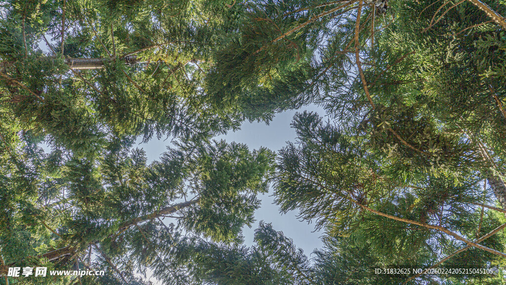 仰视繁茂树林树冠