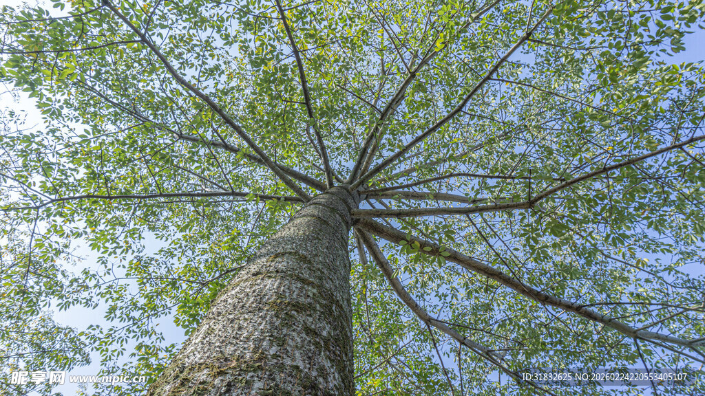 仰视树干与繁茂枝叶