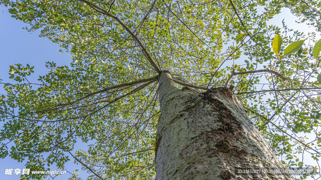 仰视参天大树