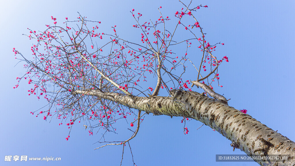 樱花 蓝天映衬下的繁花树枝