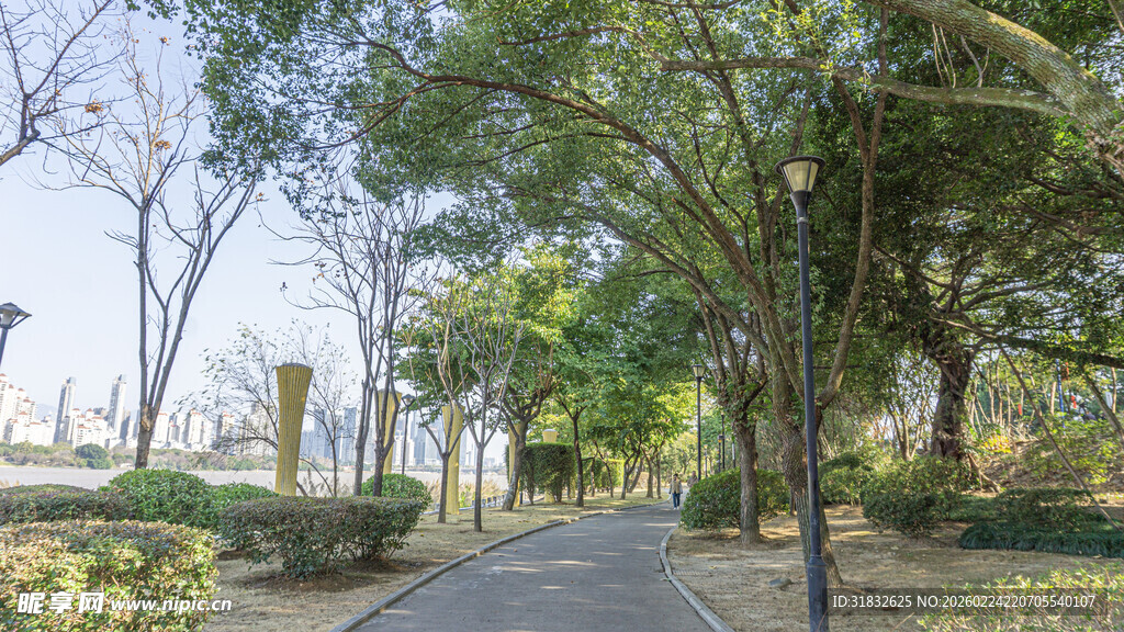 林间漫步小径 绿意盎然