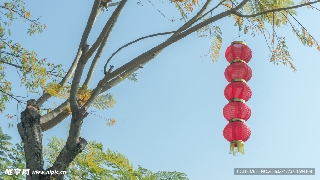 树枝上垂挂的喜庆红灯笼