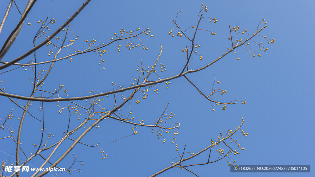 蓝天之下光秃树枝