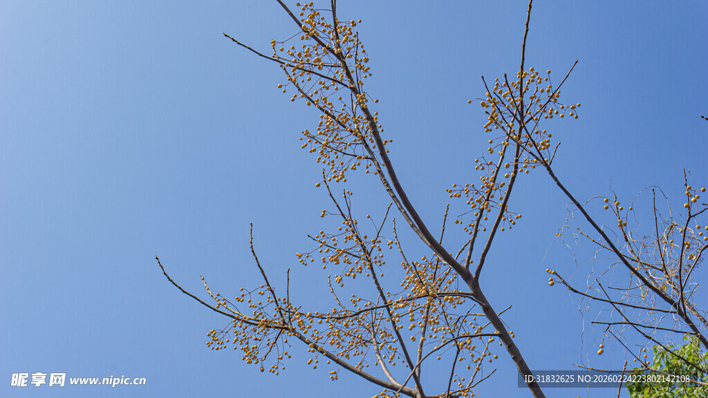 蓝天映衬下的稀疏树枝