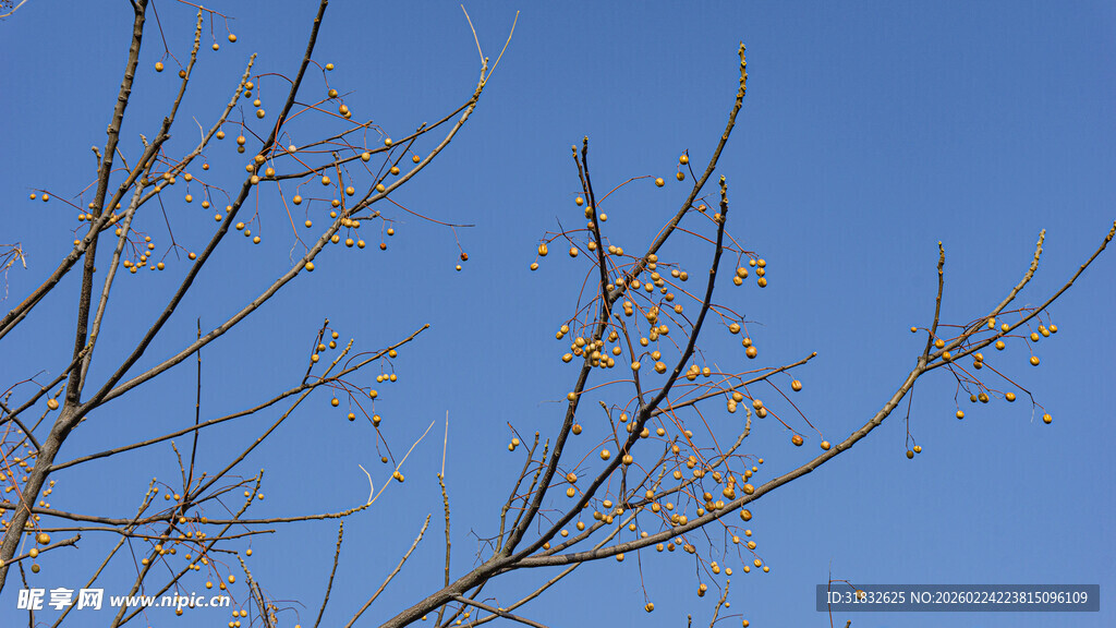 蓝天映衬下的光秃树枝