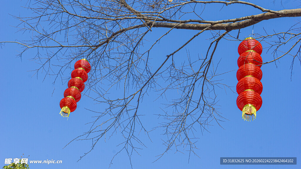 树枝挂着的红色灯笼串