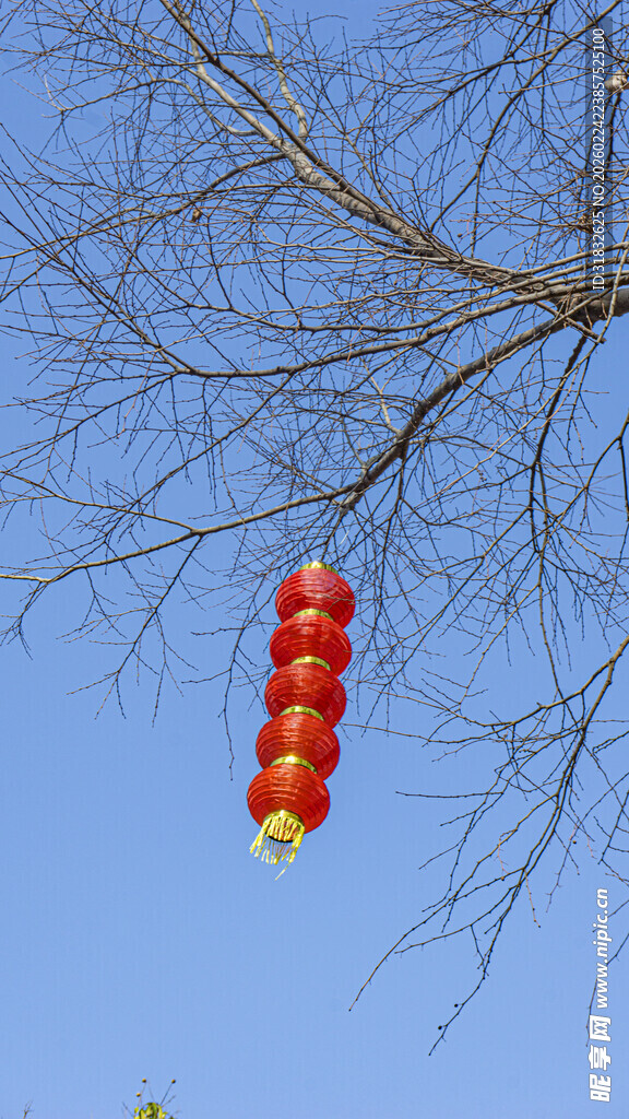 蓝天树枝下的红灯笼