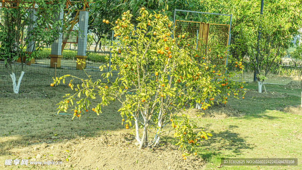 园内小树绿意盎然