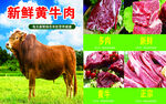新鲜黄牛肉展示与牛图