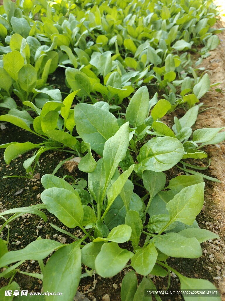 菠菜 菜苗 