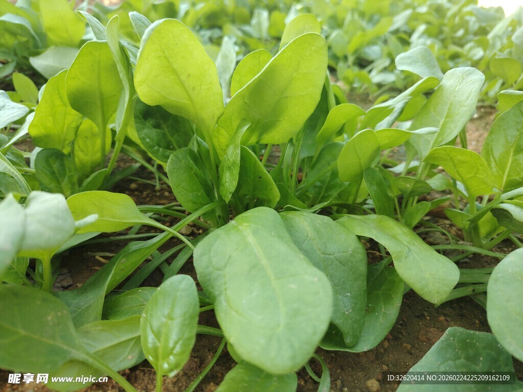 菠菜 菜苗 