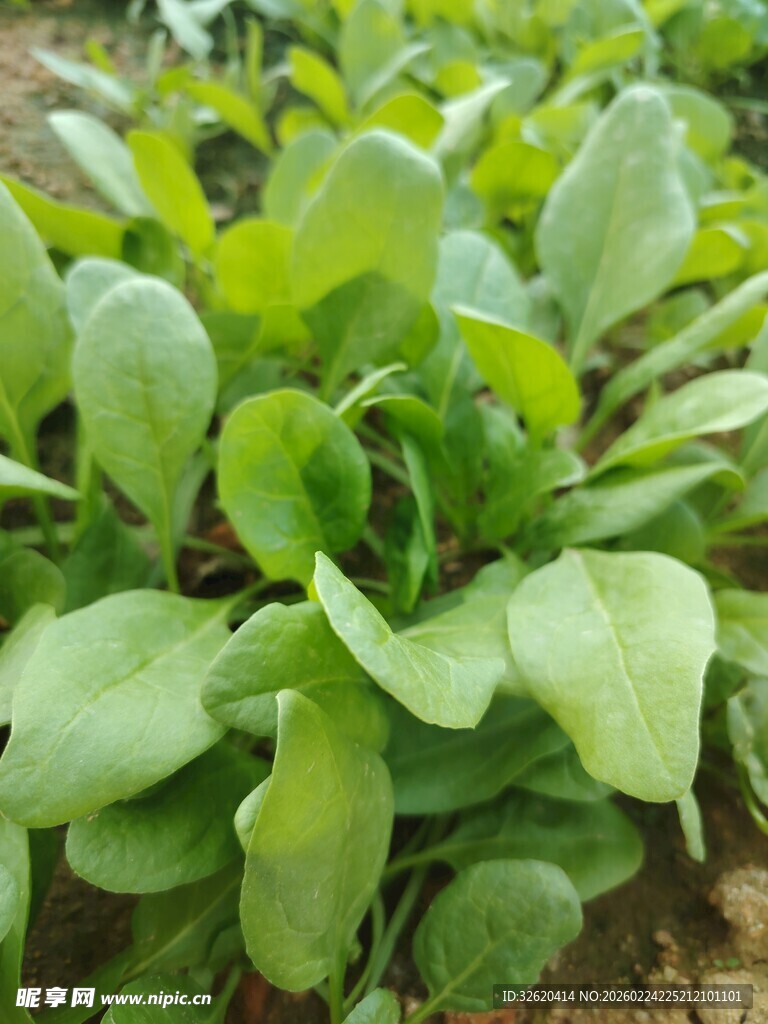 菠菜 菜苗