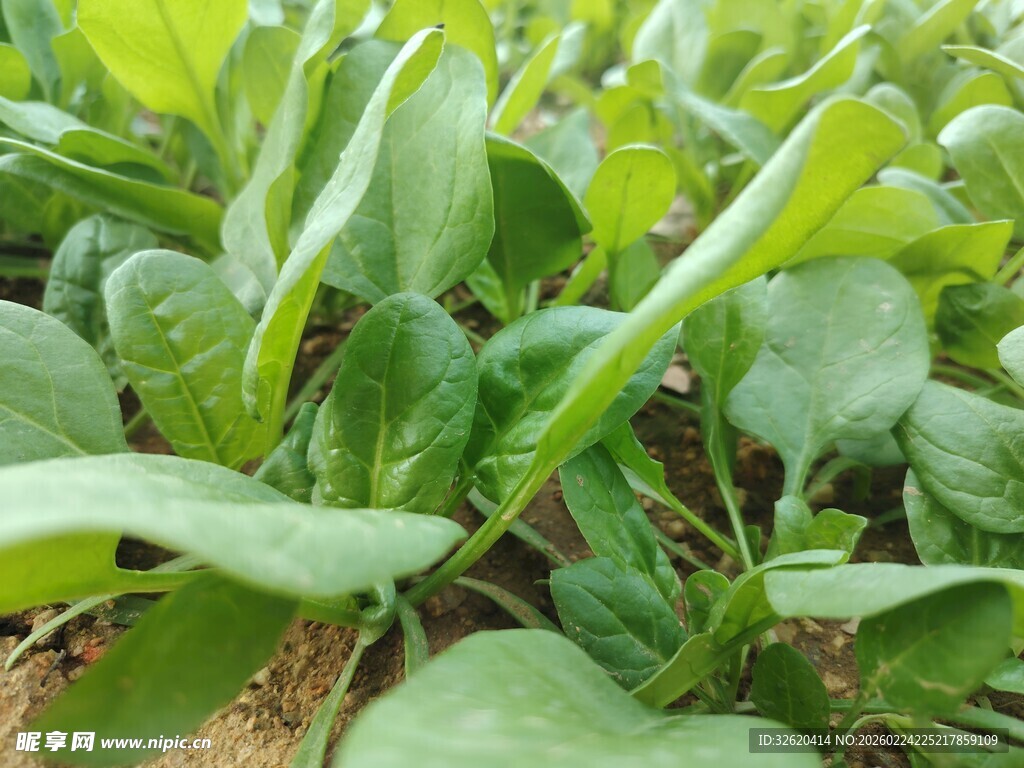 菠菜苗