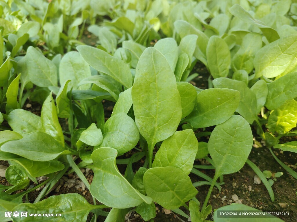 菠菜 菜苗