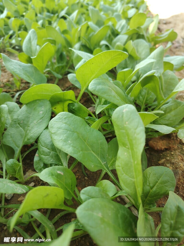 菠菜 菜苗