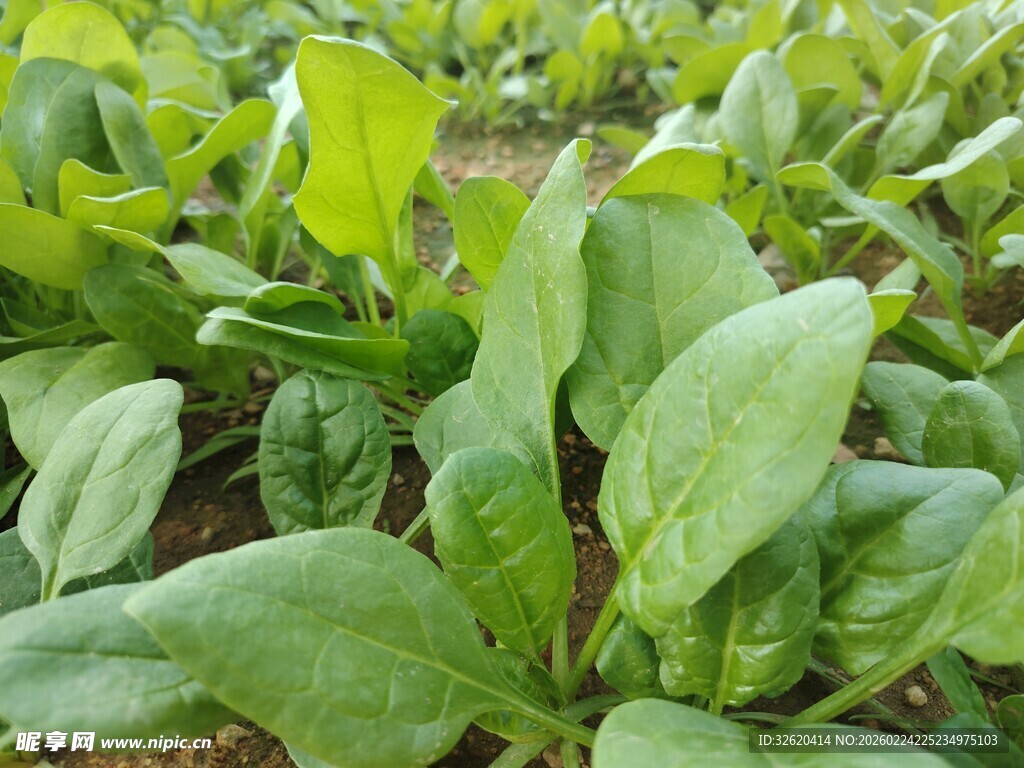鲜嫩菠菜