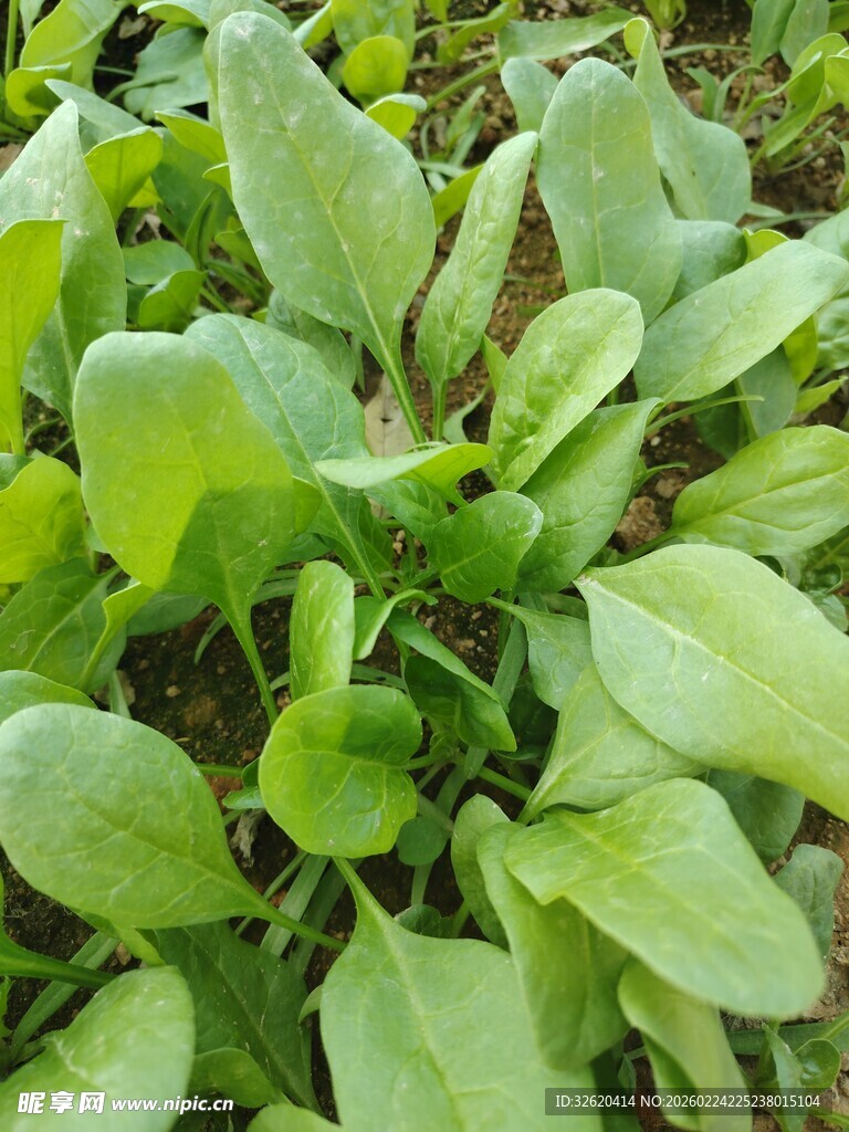 鲜嫩菠菜苗