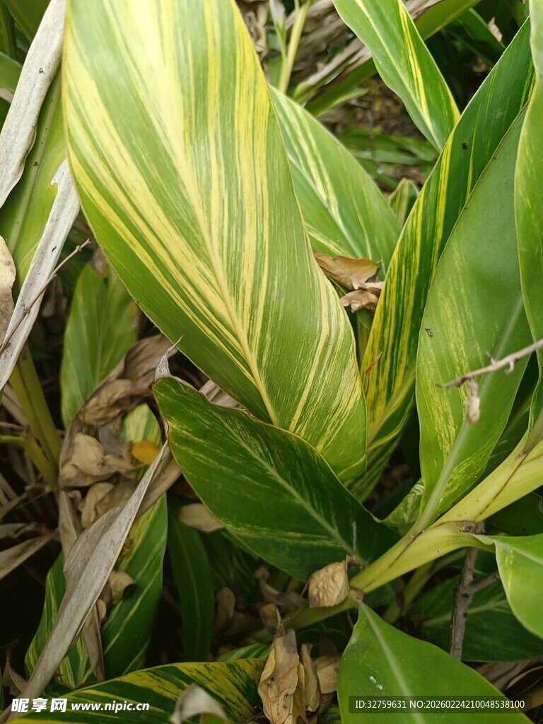 黄绿相间的斑斓叶片