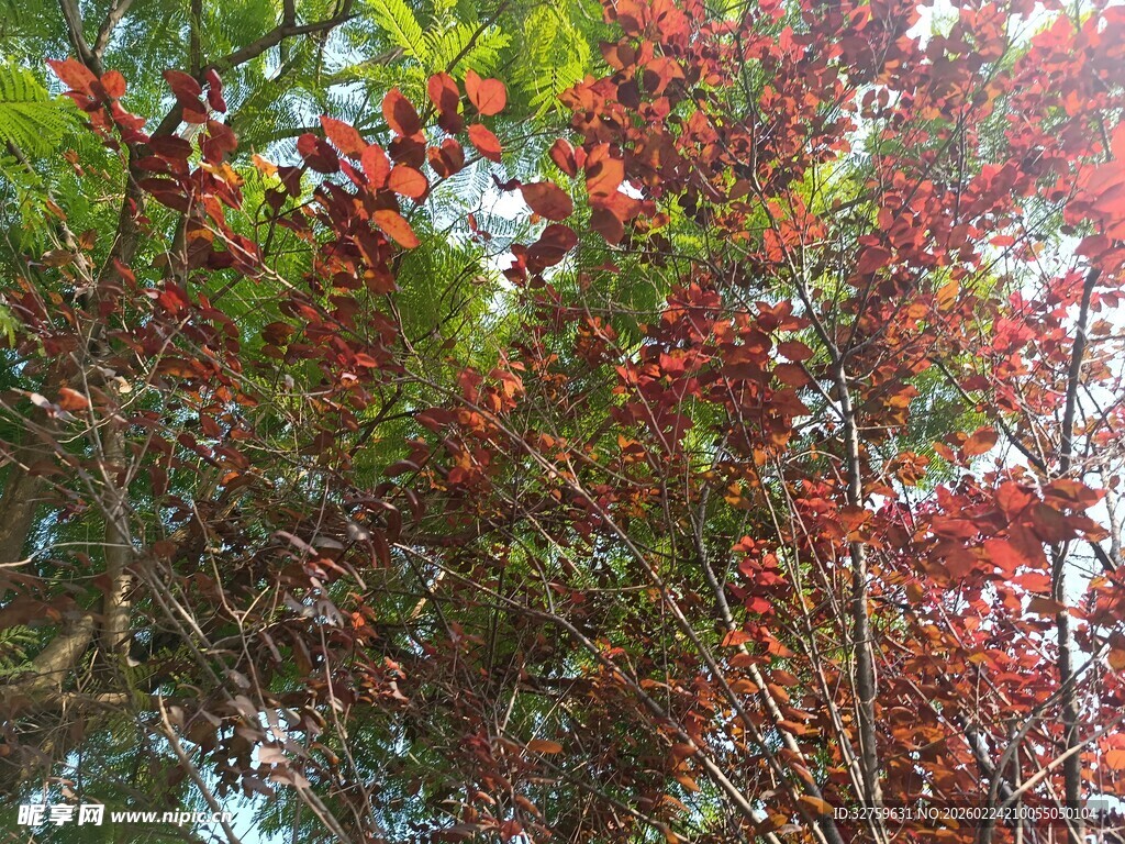 枝头红果点缀绿叶间