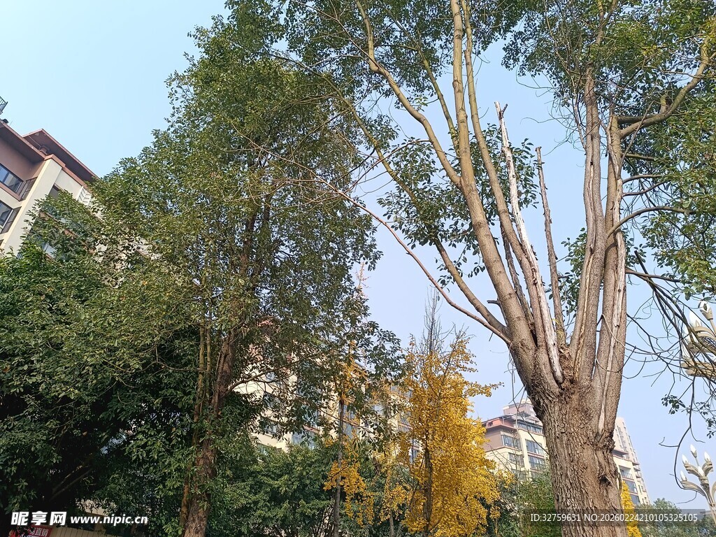 秋日小区树木景致