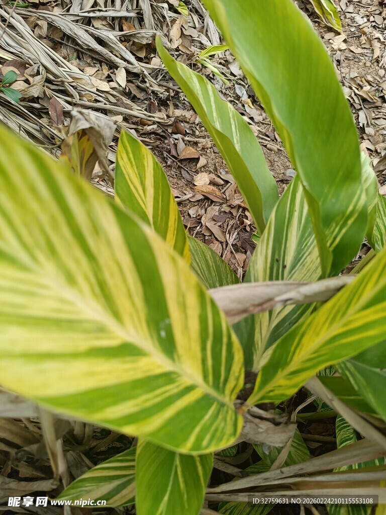 黄绿相间的斑斓叶片