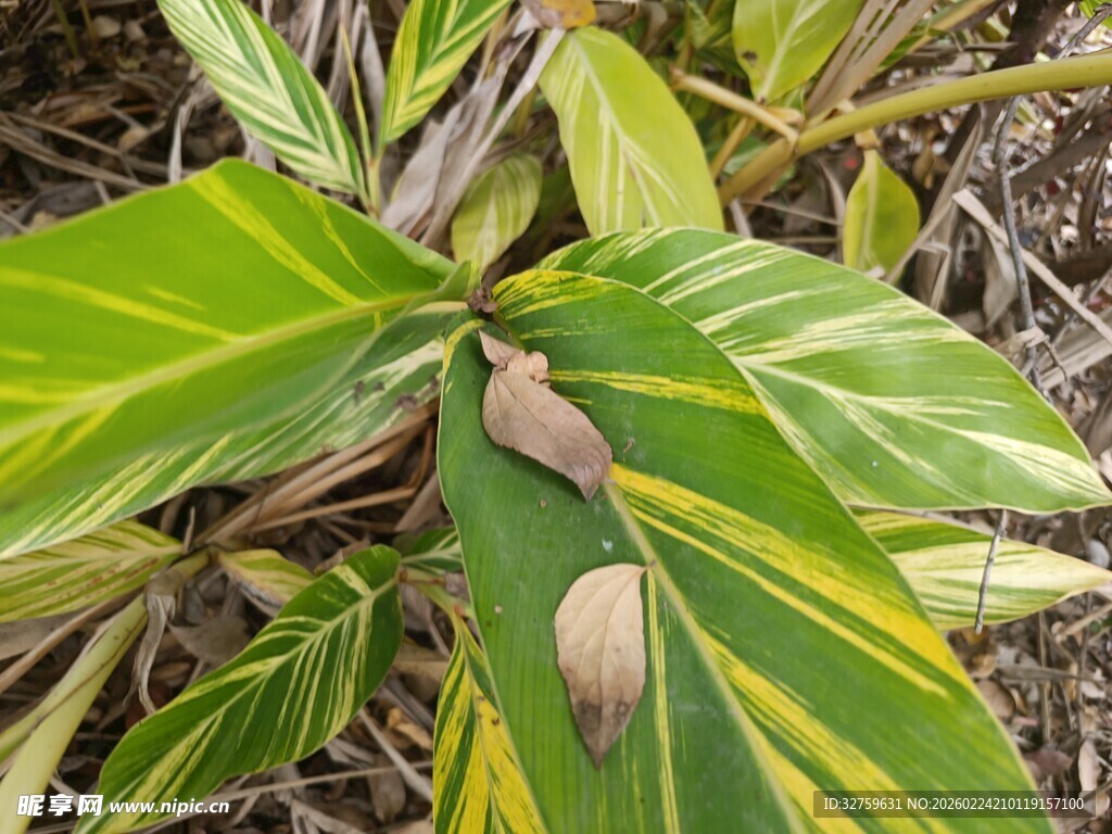 黄绿相间的斑斓叶片
