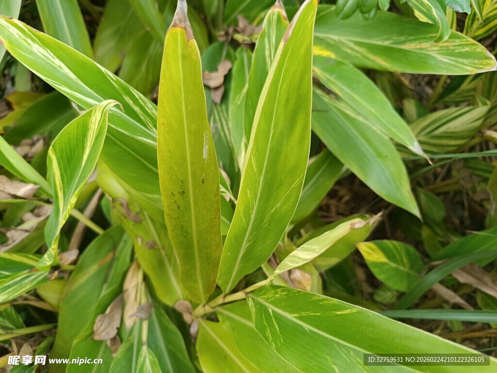 翠绿竹叶生机盎然