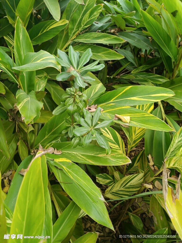 翠绿繁茂的多姿植物