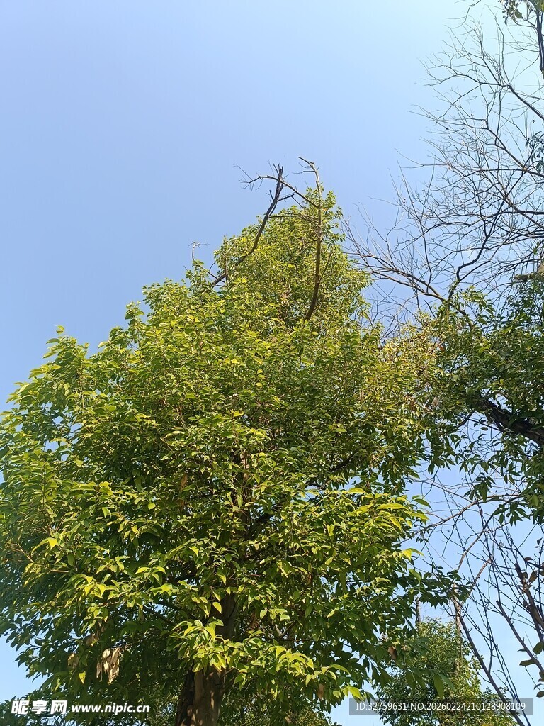 蓝天映衬下的葱郁树木