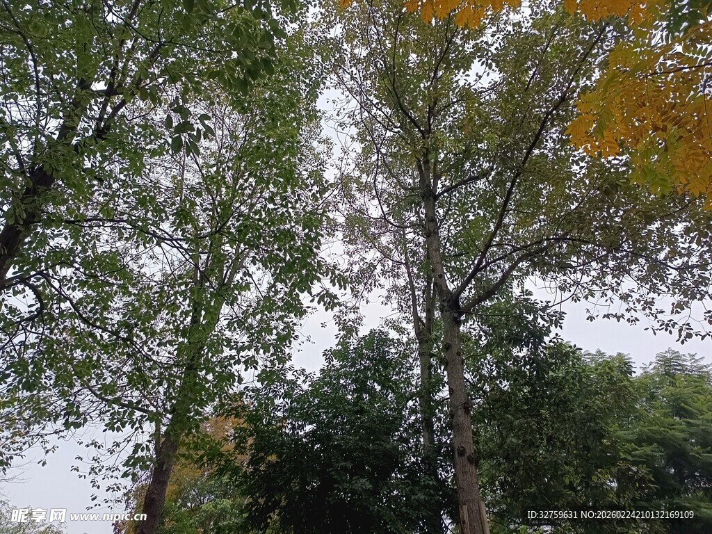 秋日林间树木景致