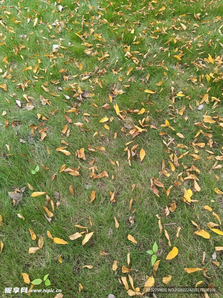 草地上散落的斑斓秋叶