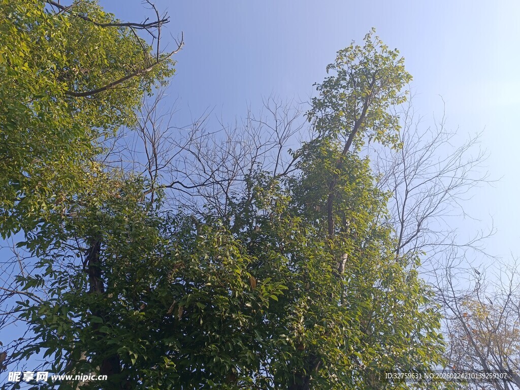 蓝天绿树自然风景画面