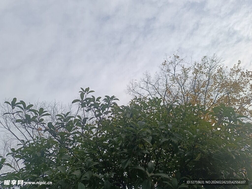 天空下的繁茂绿植