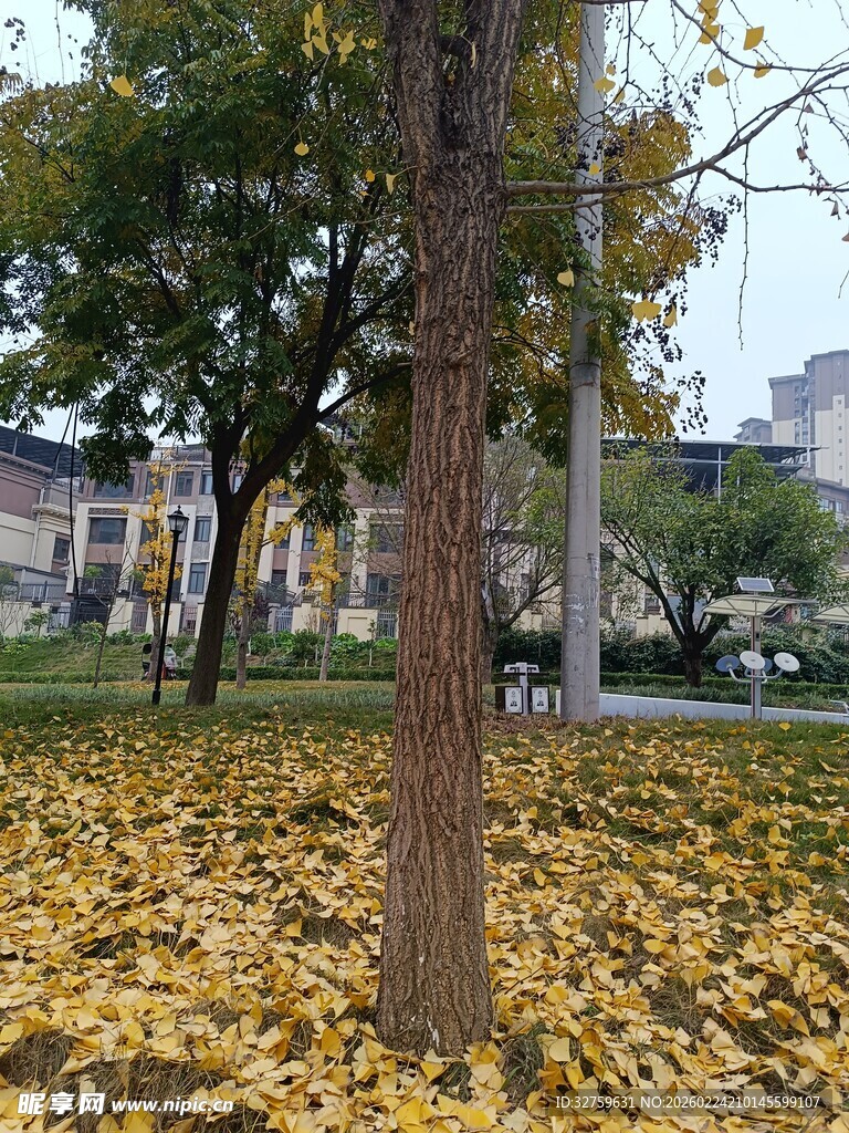 秋日树下金黄落叶美景