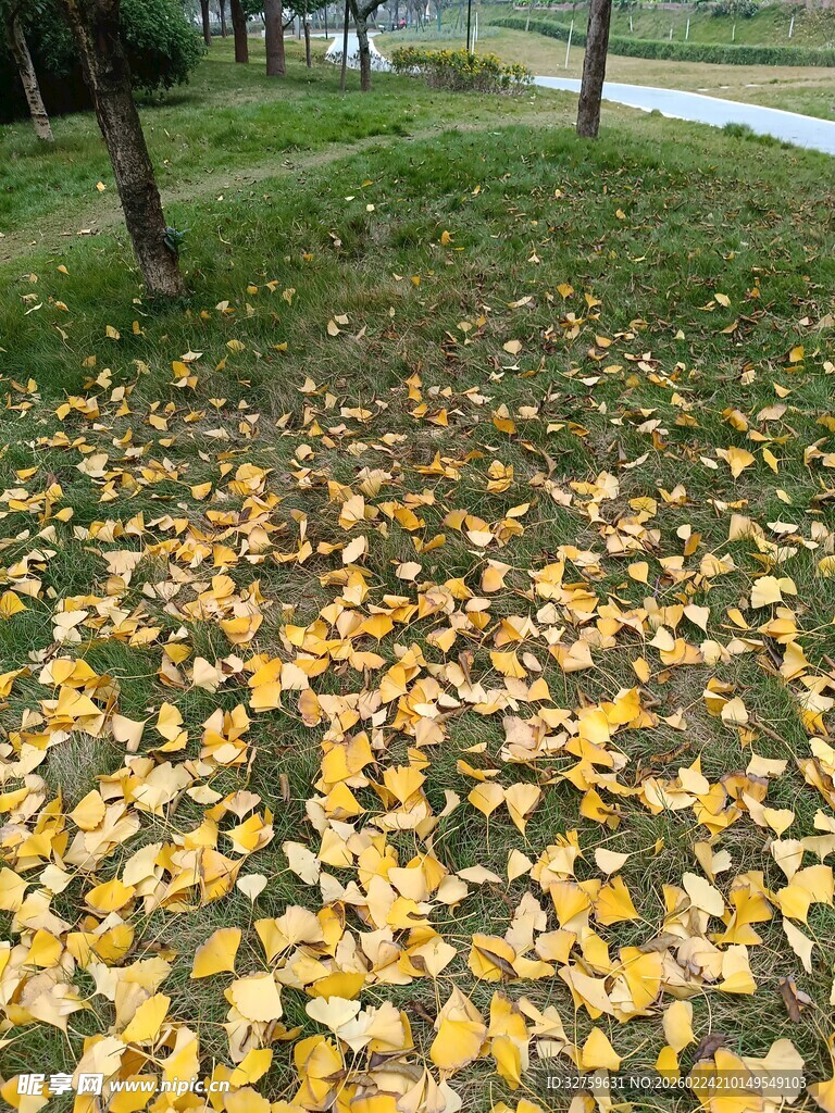 秋日草地落满金黄银杏叶