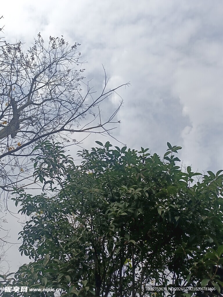 天空下的树木与光秃枝干