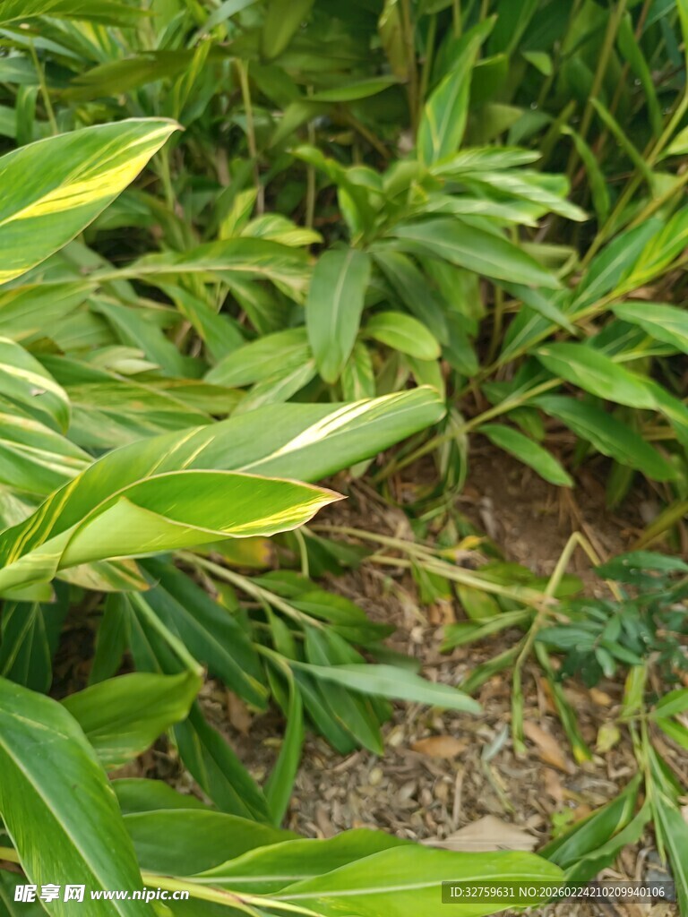 翠绿植物叶片特写