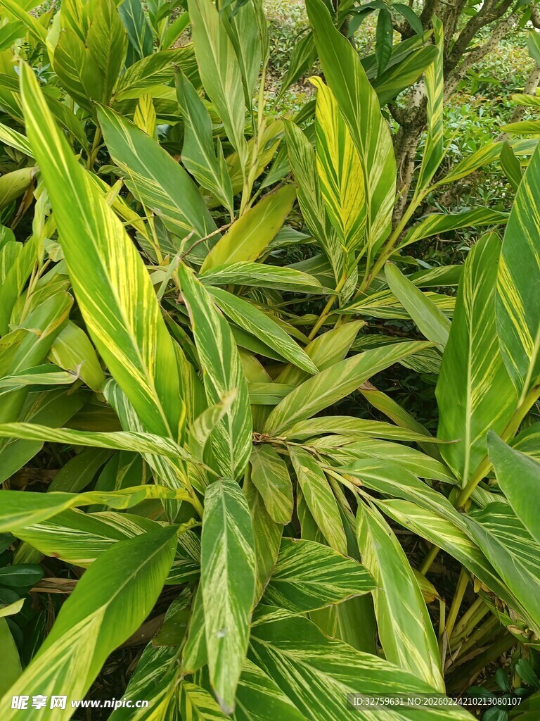 黄绿相间的斑斓叶片植物