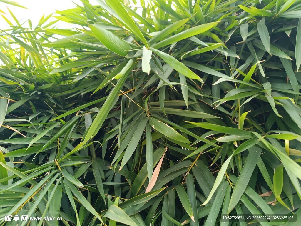 翠绿竹叶丛生景观