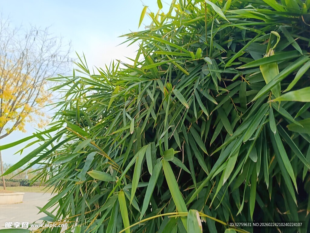 翠绿竹子生机盎然