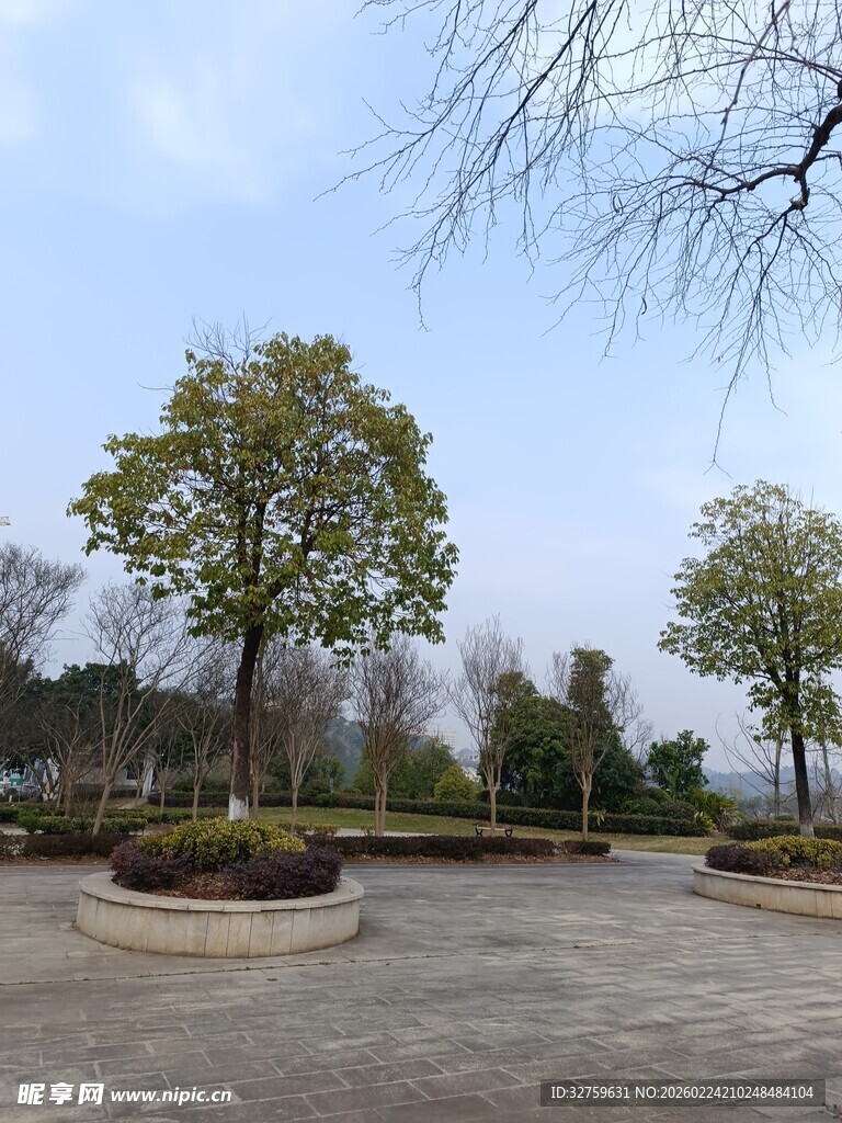 公园中的树木与开阔场地