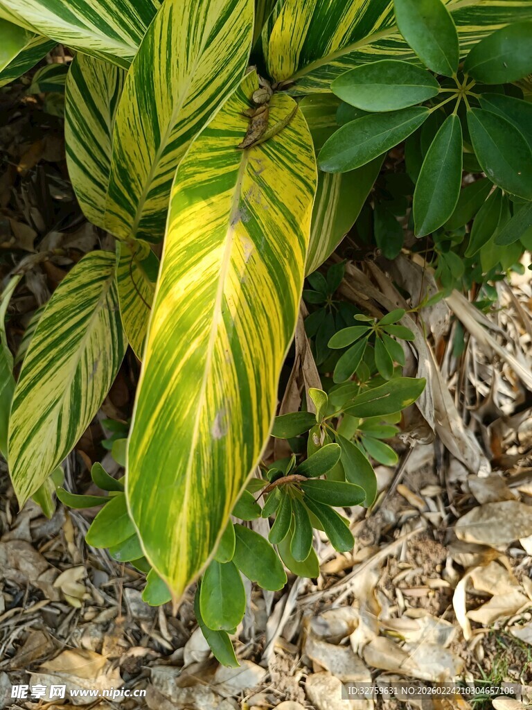 黄绿相间的斑斓叶片植物