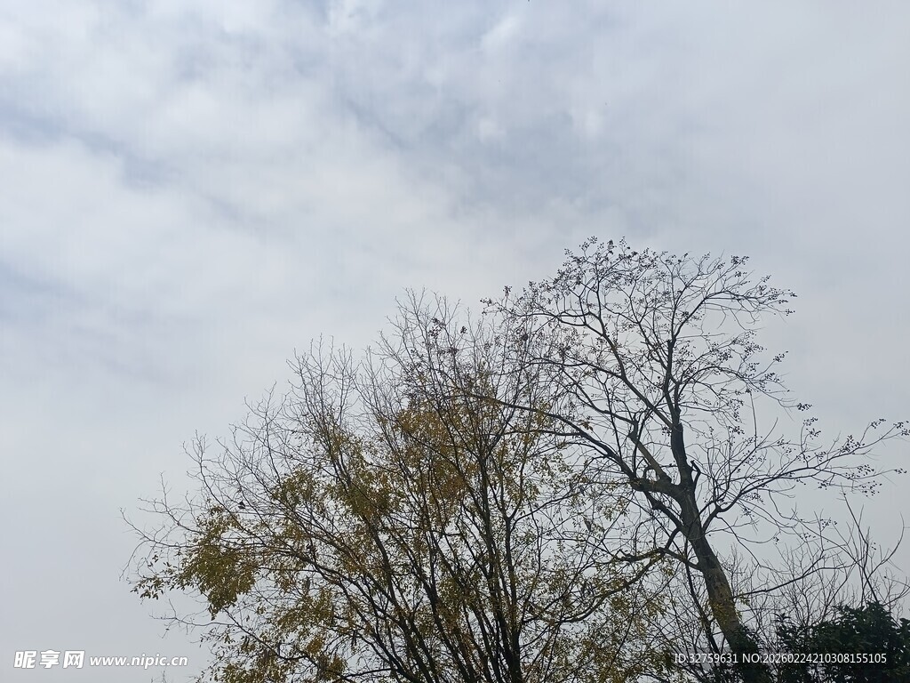 秋日枯树与天空景象