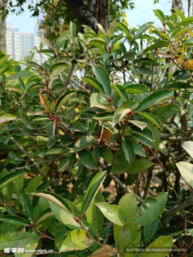 绿叶繁茂的植物景观