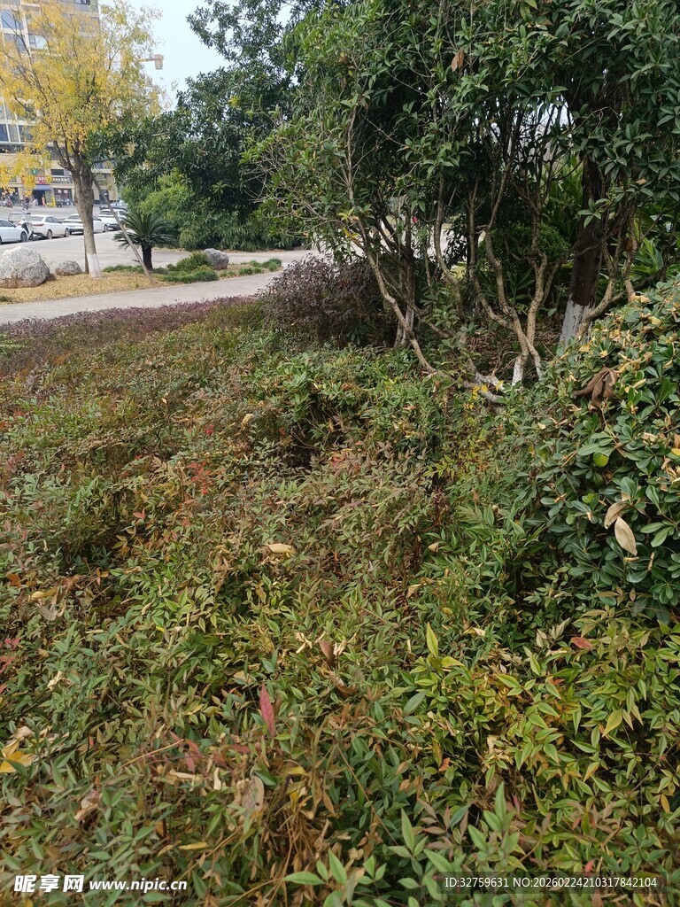 户外自然草丛树木景观