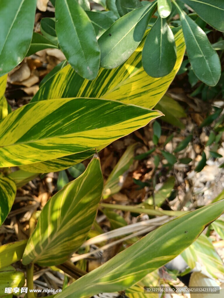 黄绿相间的斑斓叶片