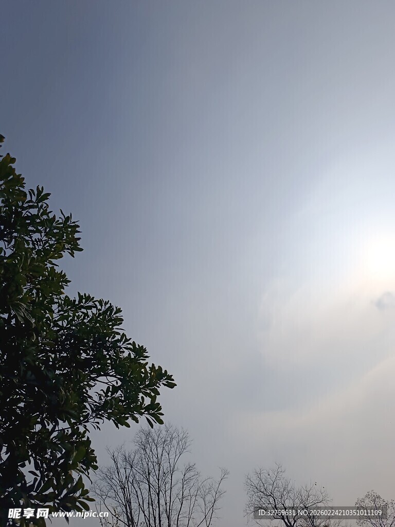 阳光下的树木与朦胧天空