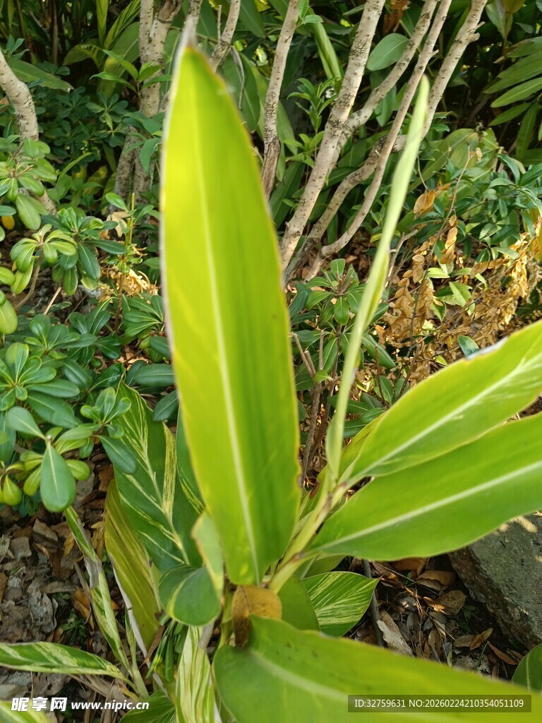 翠绿条纹叶片植物特写