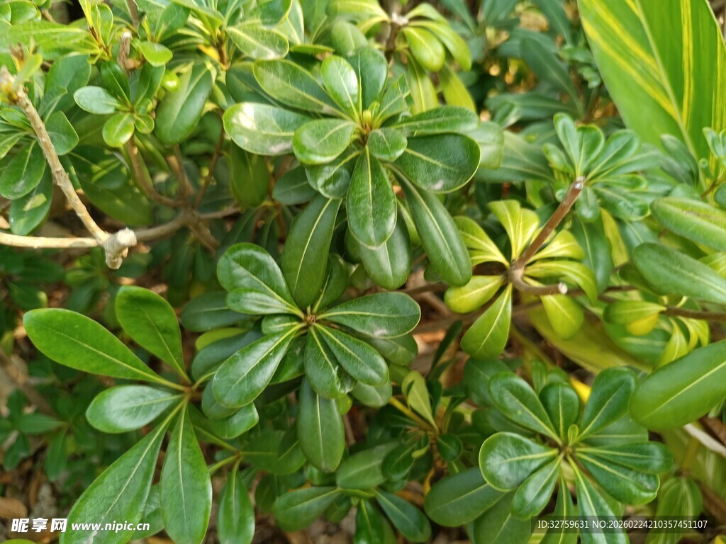 绿叶繁茂的植物景观