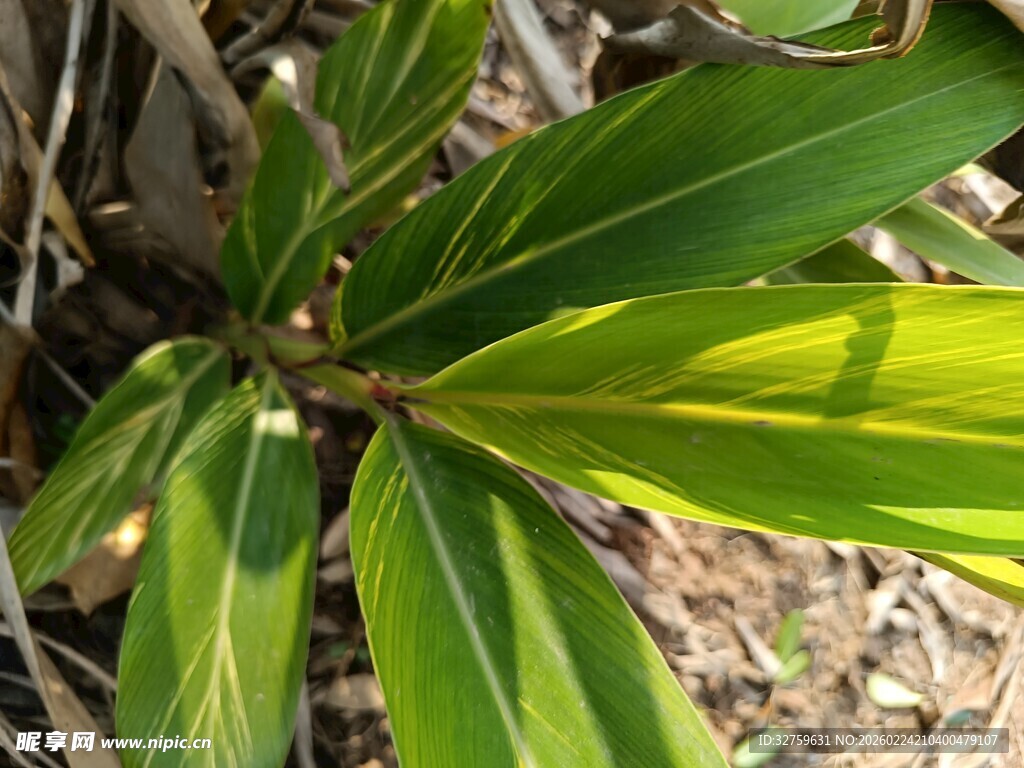 黄绿相间叶片特写